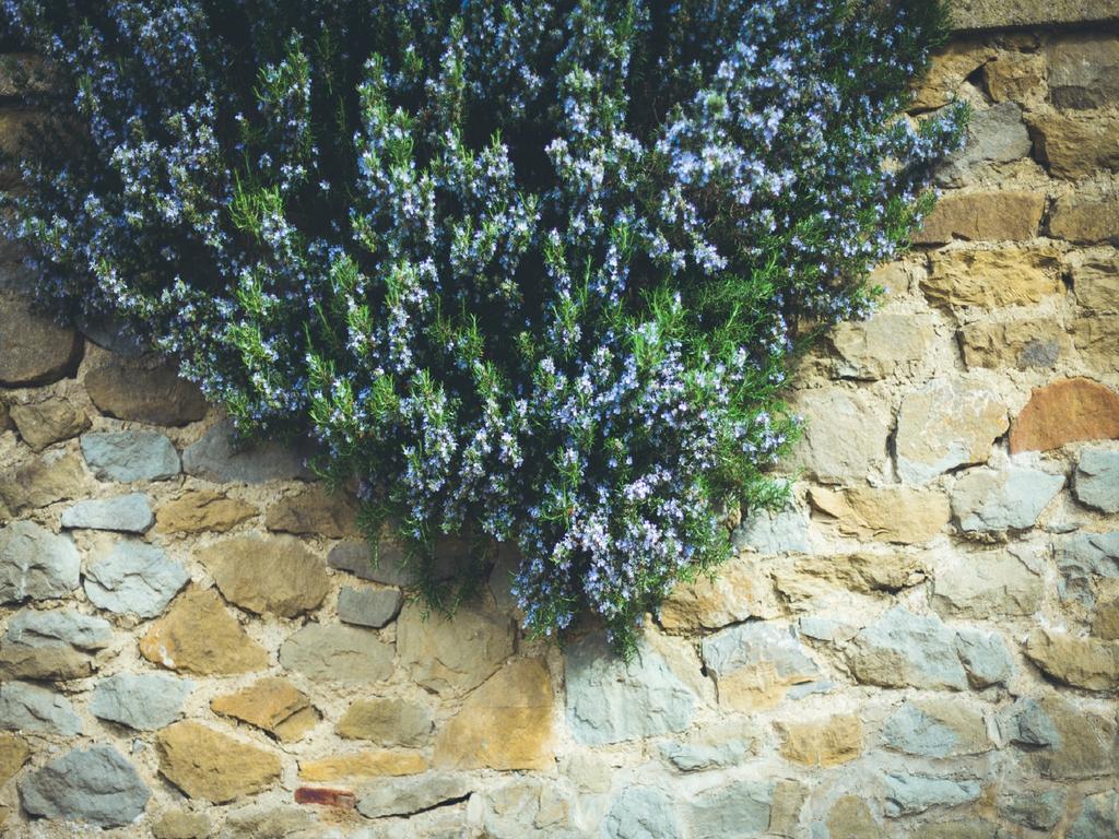 Agriturismo La Collina Toscana Pieve a Maiano المظهر الخارجي الصورة